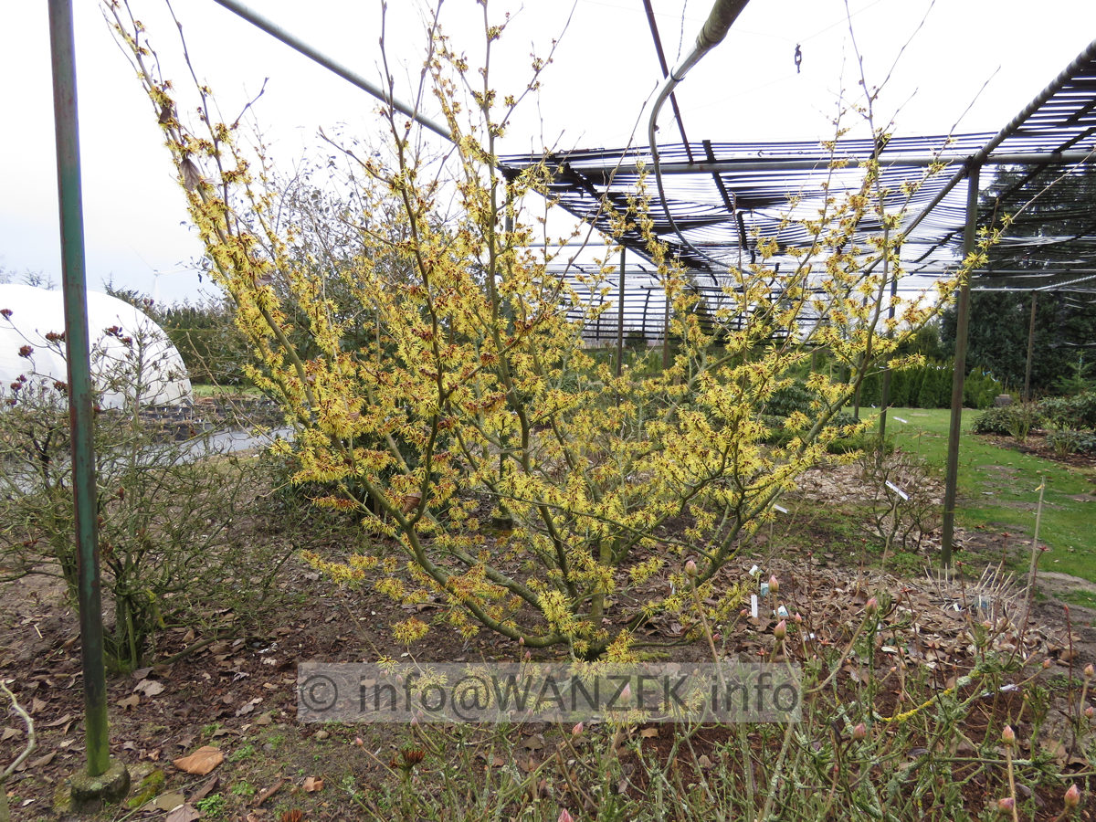 Hamamelis Arnold Promise Solitaer 2.JPG